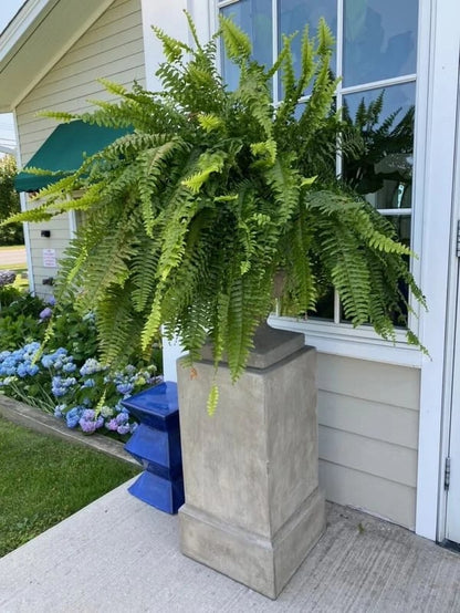 ❤️Last Day 75% OFF--UV Resistant Lifelike Artificial Boston Fern