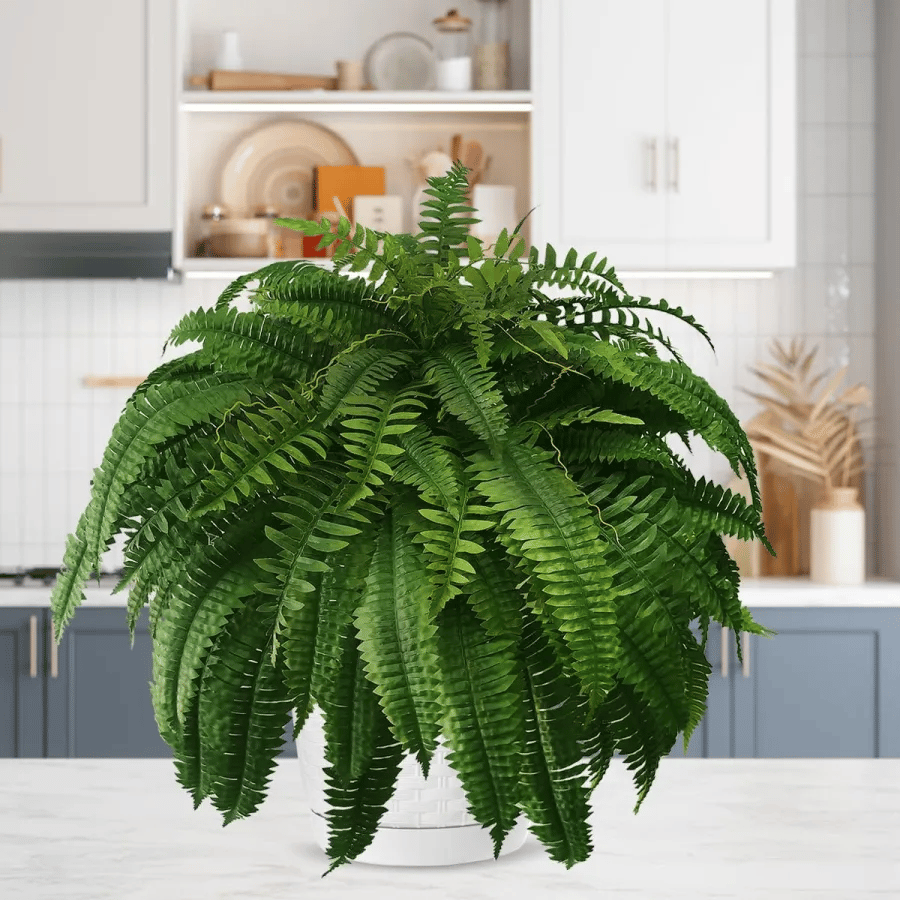 ❤️Last Day 75% OFF--UV Resistant Lifelike Artificial Boston Fern