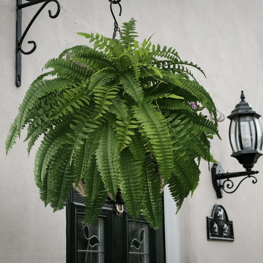 ❤️Last Day 75% OFF--UV Resistant Lifelike Artificial Boston Fern