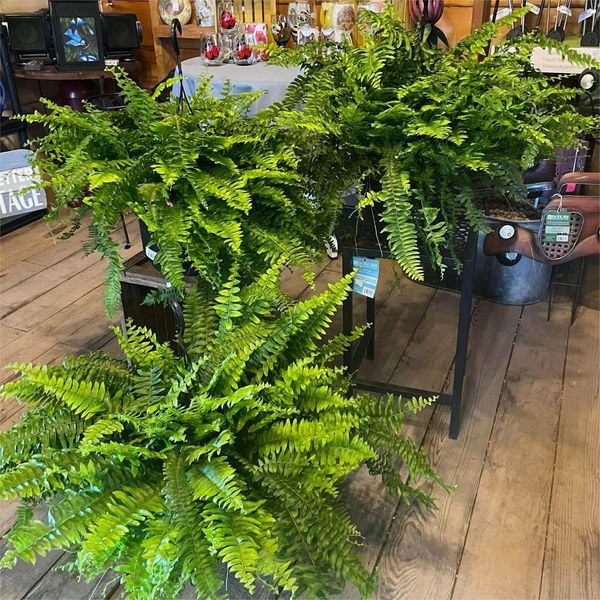 ❤️Last Day 75% OFF--UV Resistant Lifelike Artificial Boston Fern