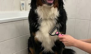 🐶  Doppelseitiger Tierhaarentferner – Schluss mit Haaren überall! (🔥 Nur heute: 80 % Rabatt) 🐾