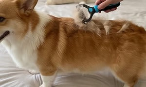 🐶  Doppelseitiger Tierhaarentferner – Schluss mit Haaren überall! (🔥 Nur heute: 80 % Rabatt) 🐾