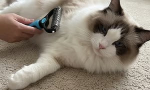 🐶  Doppelseitiger Tierhaarentferner – Schluss mit Haaren überall! (🔥 Nur heute: 80 % Rabatt) 🐾